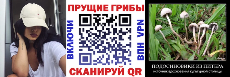 сайты даркнета как зайти  Сурск  Галлюциногенные грибы Psilocybine cubensis 